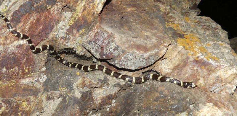 California Kingsnake (Lampropeltis getula californiae)