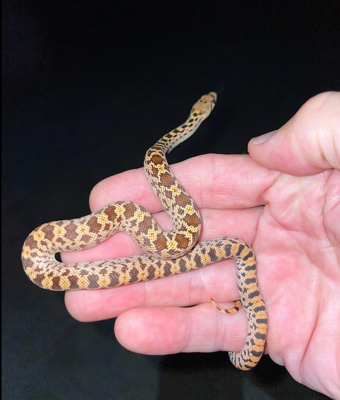 Sonoran Gopher Snake (Pituophis catenifer affinis)