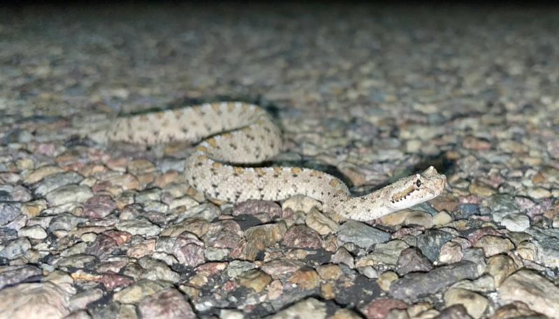 Colorado Desert Sidewinder (Crotalus cerastes laterorepens)