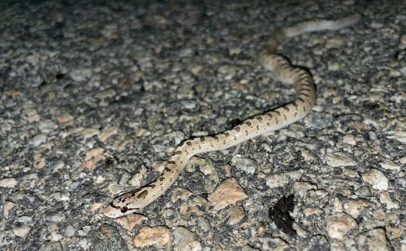 Desert Glossy Snake (Arizona elegans eburnata)