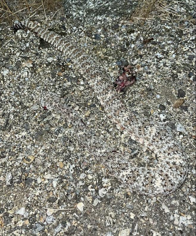 Southwestern Speckled Rattlesnake (Crotalus mitchellii pyrrhus)