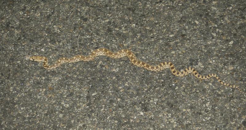 Sonoran Gopher Snake (Pituophis catenifer affinis)