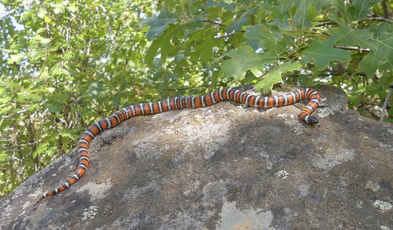 San Diego Mountain Kingsnake (Lampropeltis zonata pulchra)