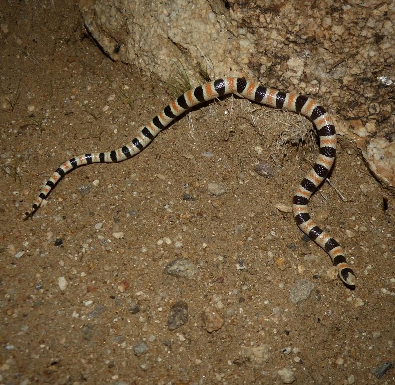 Colorado Desert Shovel-nosed Snake (Chionactis occipitalis annulata)