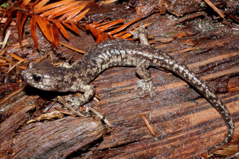 Wandering Salamander (Aneides vagrans)