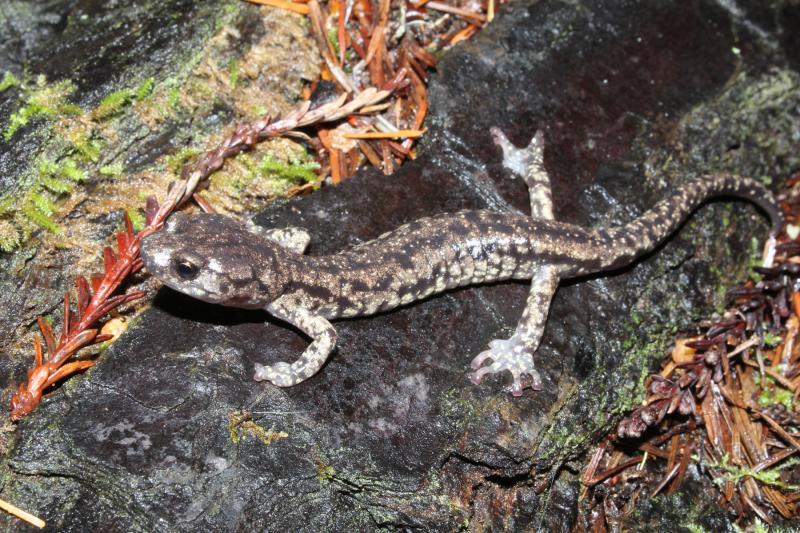 Wandering Salamander (Aneides vagrans)