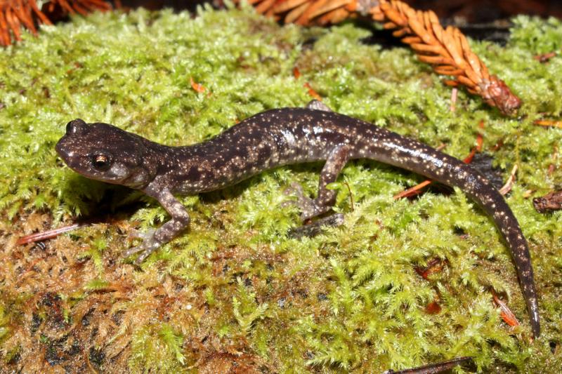 Wandering Salamander (Aneides vagrans)