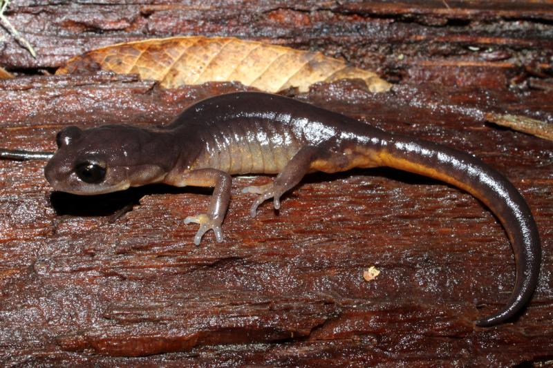 Oregon Ensatina (Ensatina eschscholtzii oregonensis)