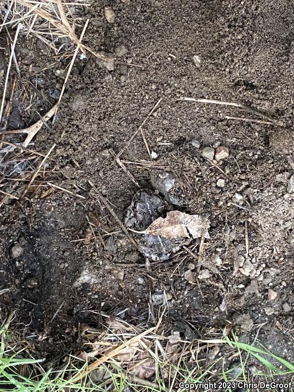 Southern California Toad (Anaxyrus boreas halophilus)