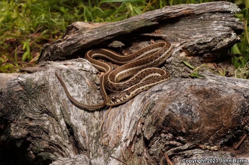 Mexican Gartersnake (Thamnophis eques)