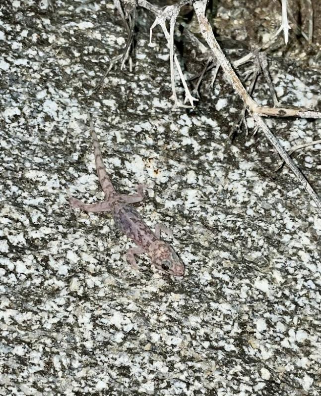 Peninsula Leaf-toed Gecko (Phyllodactylus nocticolus nocticolus)