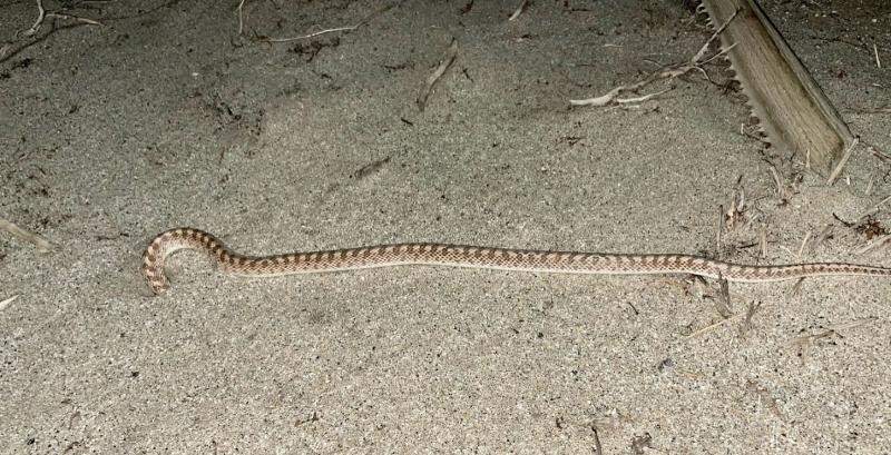 Desert Glossy Snake (Arizona elegans eburnata)