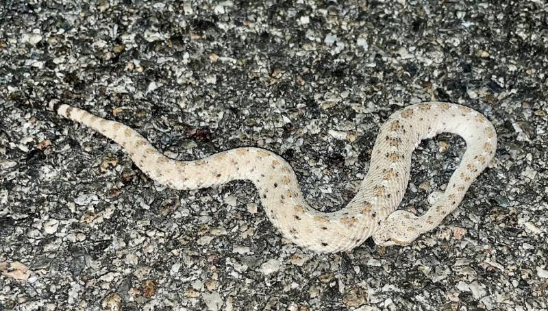 Colorado Desert Sidewinder (Crotalus cerastes laterorepens)