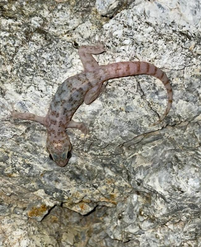 Peninsula Leaf-toed Gecko (Phyllodactylus nocticolus nocticolus)