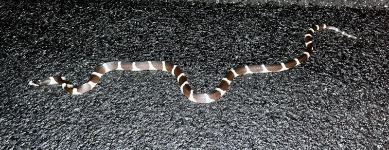 California Kingsnake (Lampropeltis getula californiae)