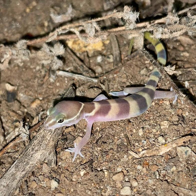 San Diego Banded Gecko (Coleonyx variegatus abbotti)