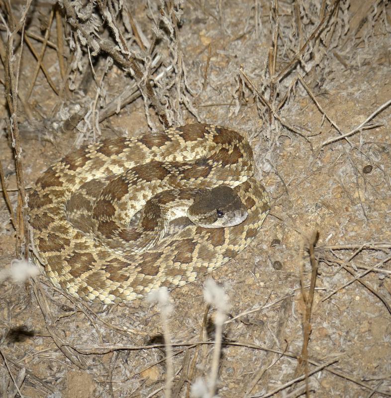 Southern Pacific Rattlesnake (Crotalus oreganus helleri)