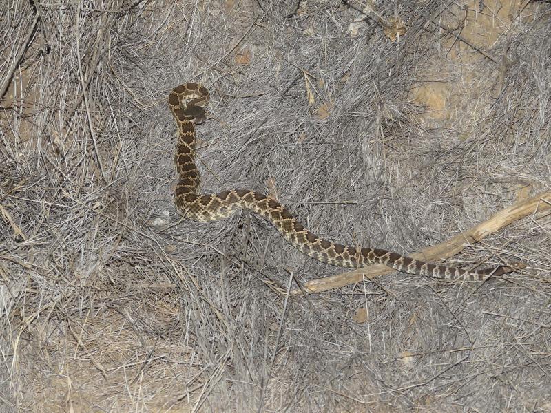 Southern Pacific Rattlesnake (Crotalus oreganus helleri)