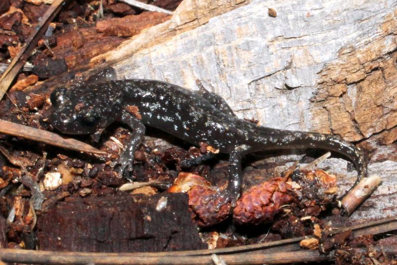 Arboreal Salamander (Aneides lugubris)