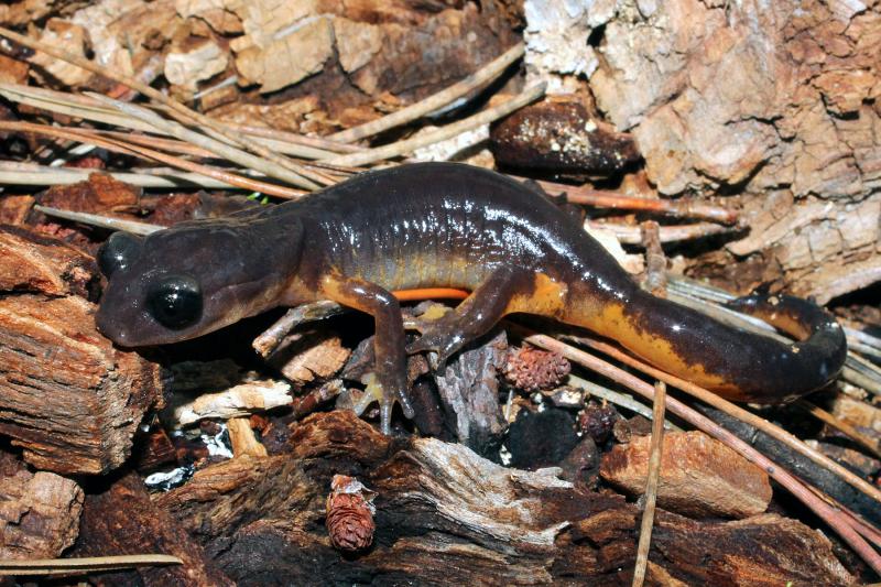 Oregon Ensatina (Ensatina eschscholtzii oregonensis)