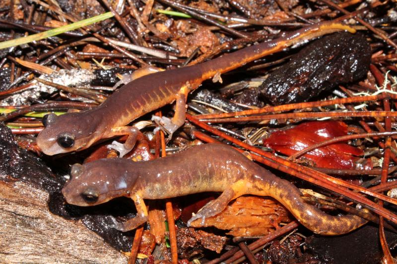 Oregon Ensatina (Ensatina eschscholtzii oregonensis)