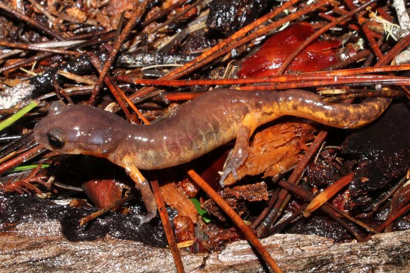 Oregon Ensatina (Ensatina eschscholtzii oregonensis)