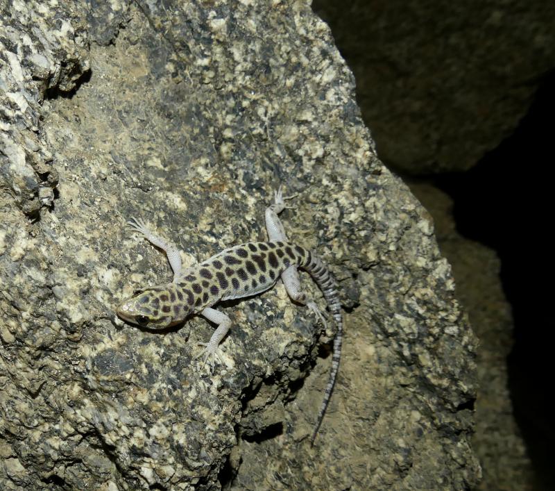 Granite Night Lizard (Xantusia henshawi)