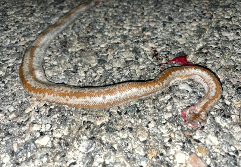 Coastal Rosy Boa (Lichanura trivirgata roseofusca)