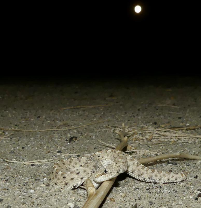 Colorado Desert Sidewinder (Crotalus cerastes laterorepens)