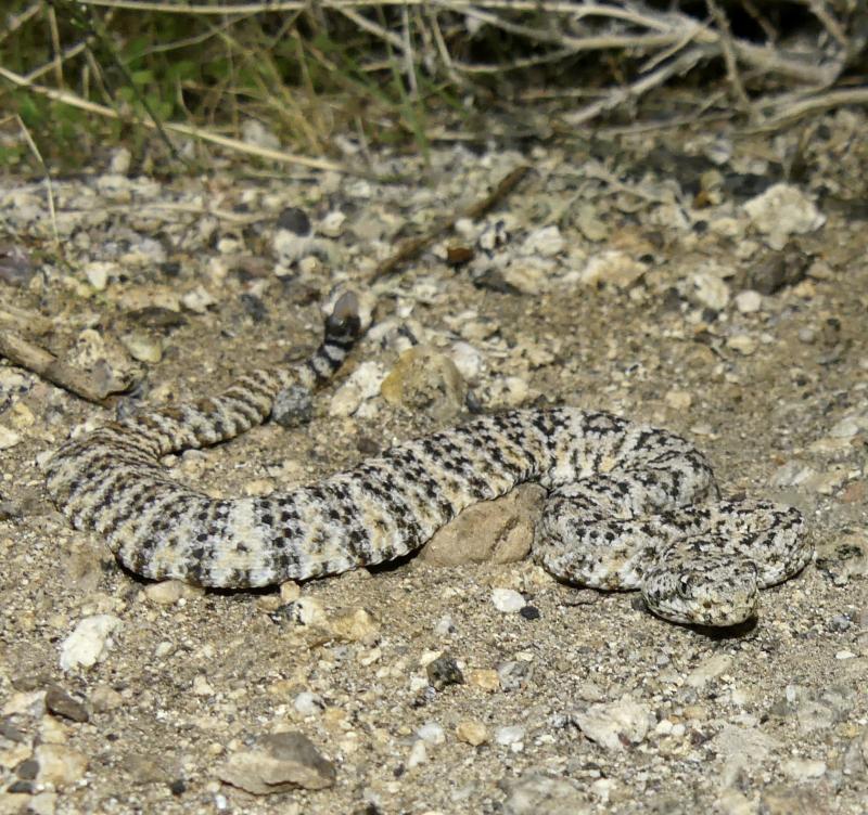 Southwestern Speckled Rattlesnake (Crotalus mitchellii pyrrhus)