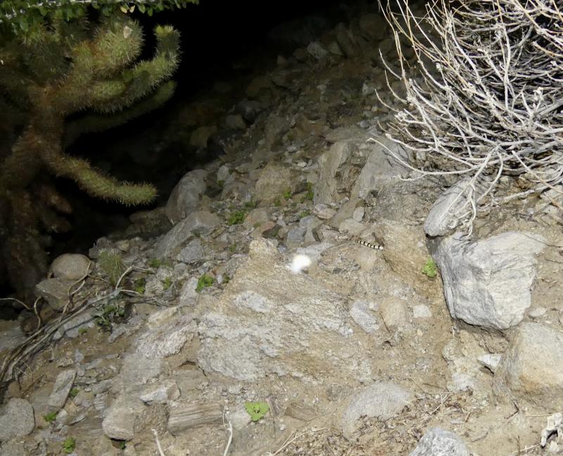 Colorado Desert Shovel-nosed Snake (Chionactis occipitalis annulata)