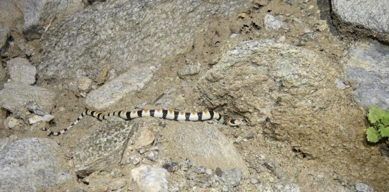 Colorado Desert Shovel-nosed Snake (Chionactis occipitalis annulata)