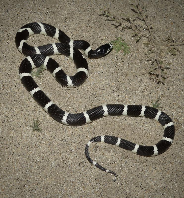 California Kingsnake (Lampropeltis getula californiae)