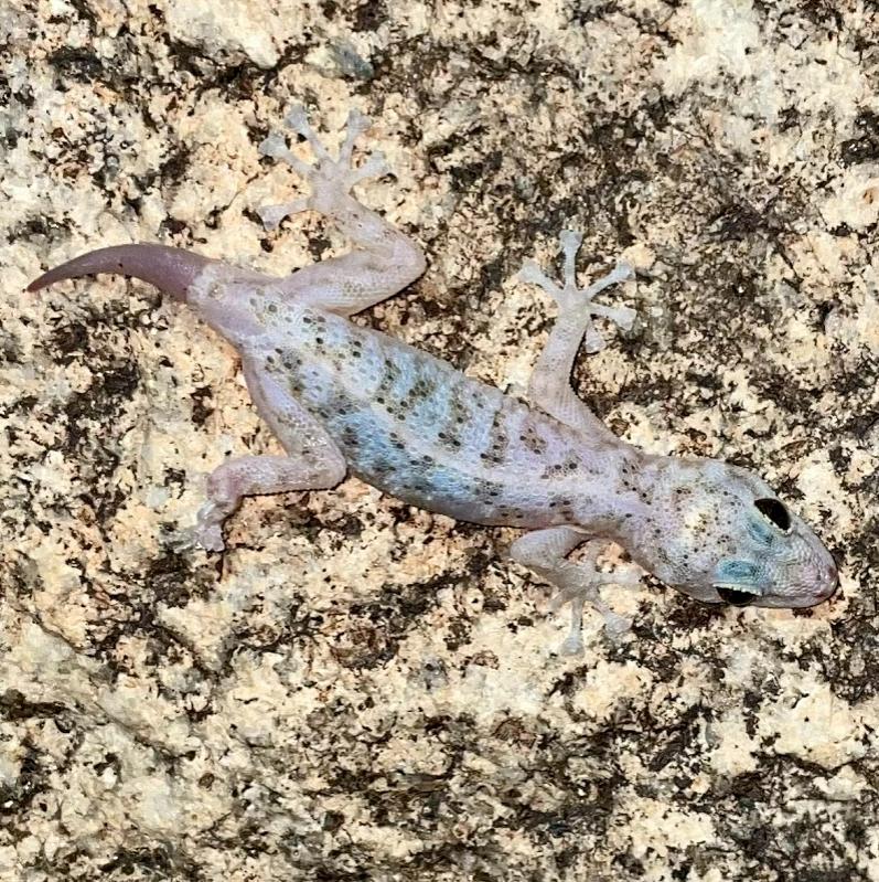 Peninsula Leaf-toed Gecko (Phyllodactylus nocticolus nocticolus)