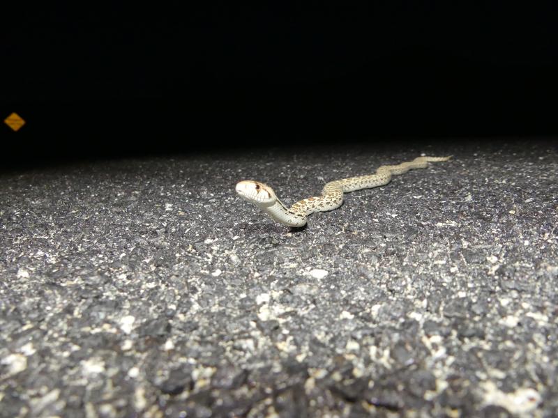 Sonoran Gopher Snake (Pituophis catenifer affinis)