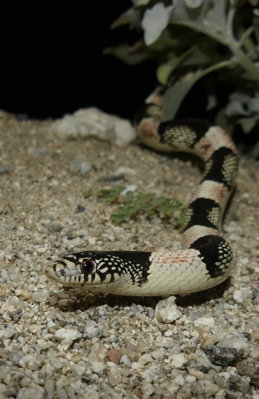 Western Long-nosed Snake (Rhinocheilus lecontei)