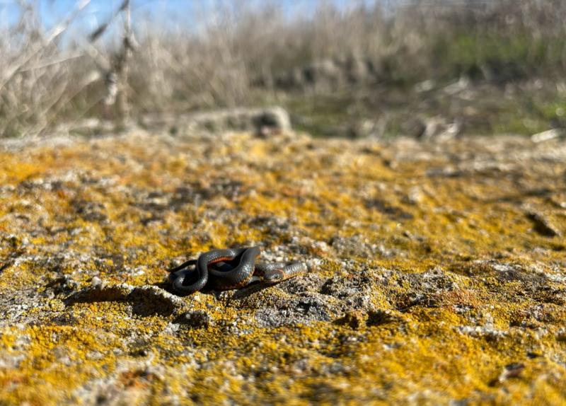 San Diego Ring-necked Snake (Diadophis punctatus similis)