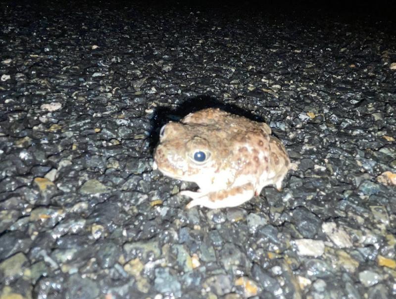 Western Spadefoot (Spea hammondii)