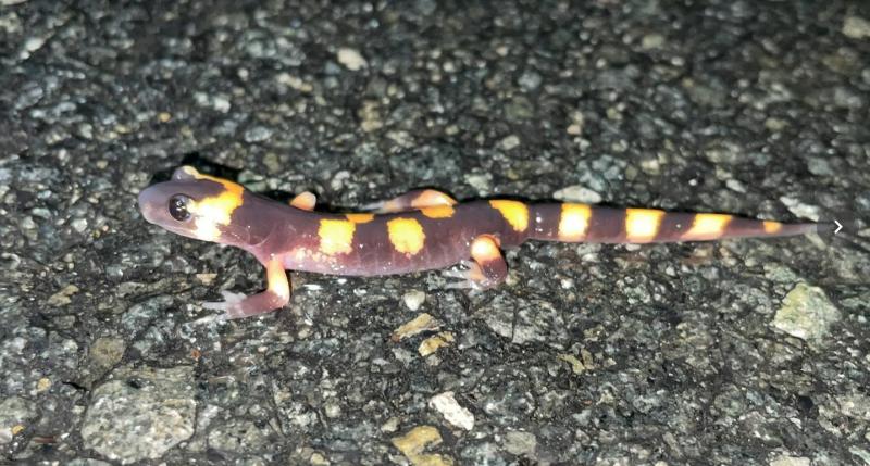 Large-blotched Ensatina (Ensatina eschscholtzii klauberi)