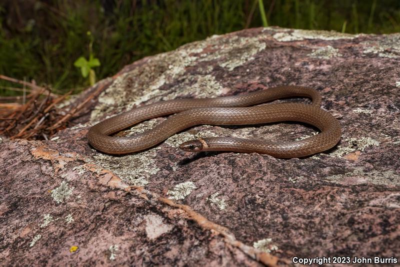 Chihuahuan Black-headed Snake (Tantilla wilcoxi)