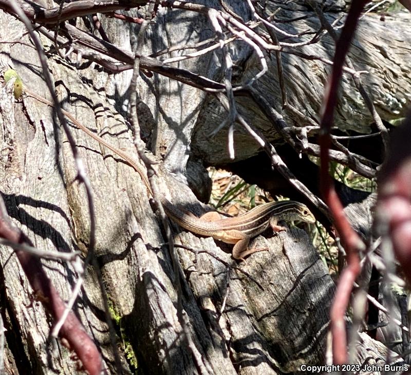 Western Mexico Whiptail (Aspidoscelis costata occidentalis)