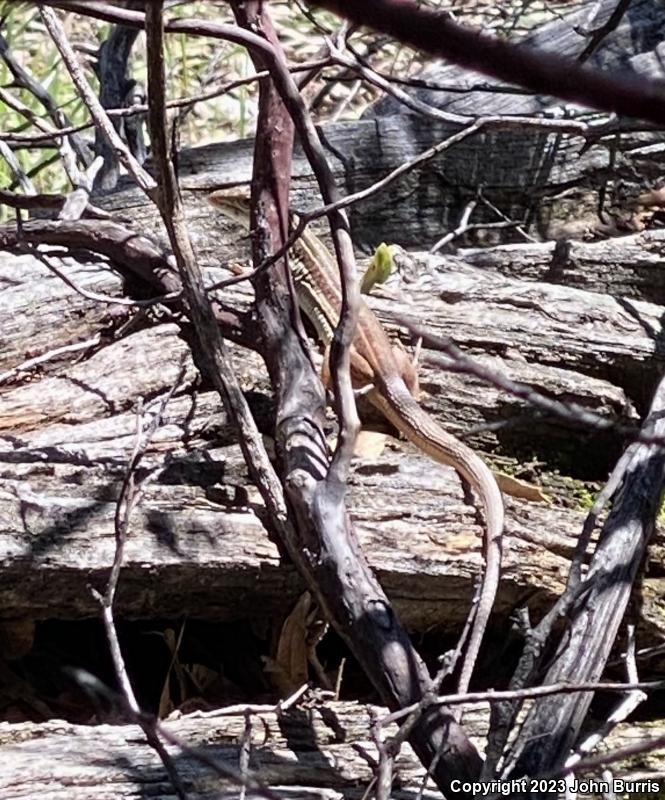 Western Mexico Whiptail (Aspidoscelis costata occidentalis)