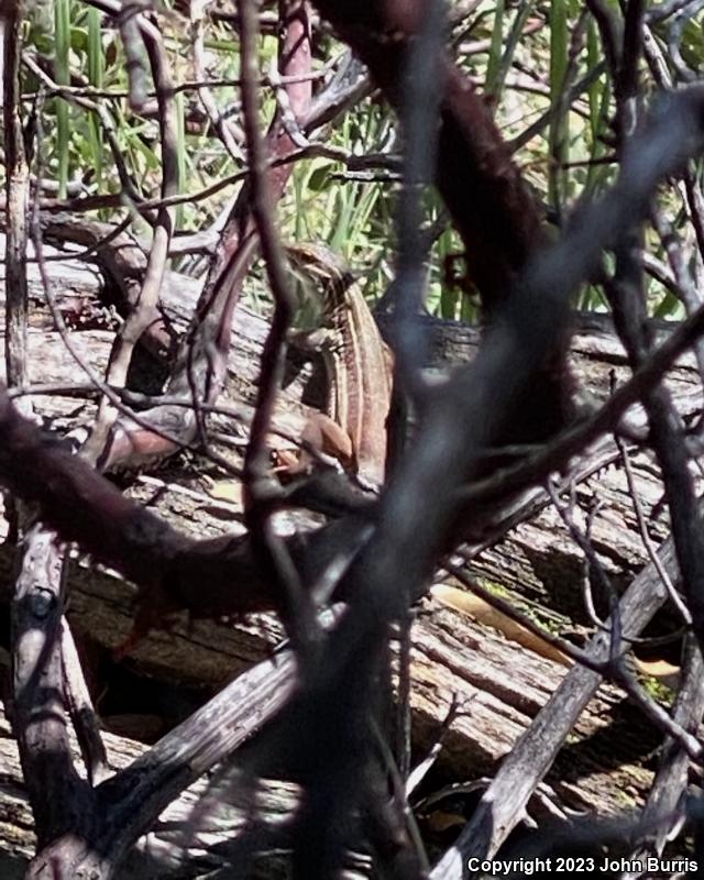 Western Mexico Whiptail (Aspidoscelis costata occidentalis)