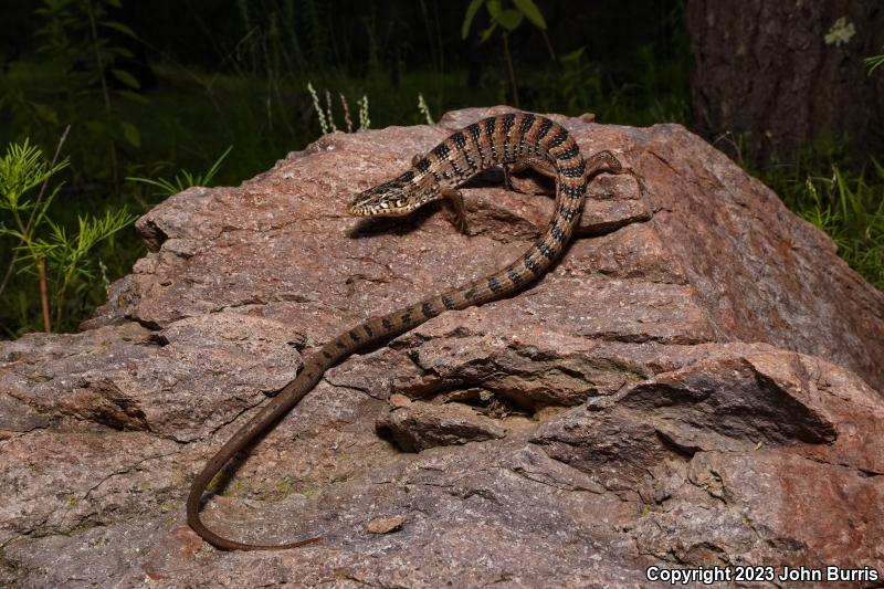 Arizona Alligator Lizard (Elgaria kingii nobilis)