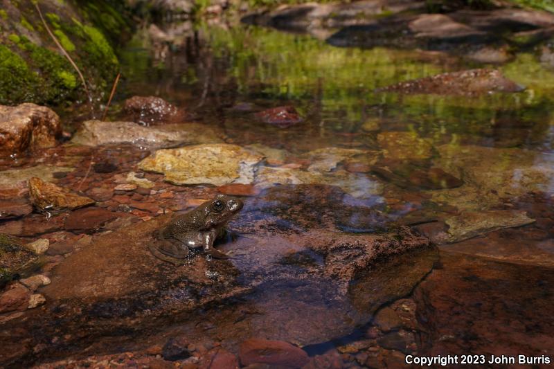 Tarahumara Frog (Lithobates tarahumarae)