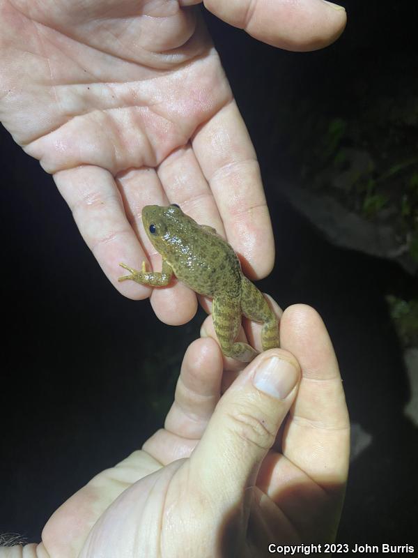 Tarahumara Frog (Lithobates tarahumarae)