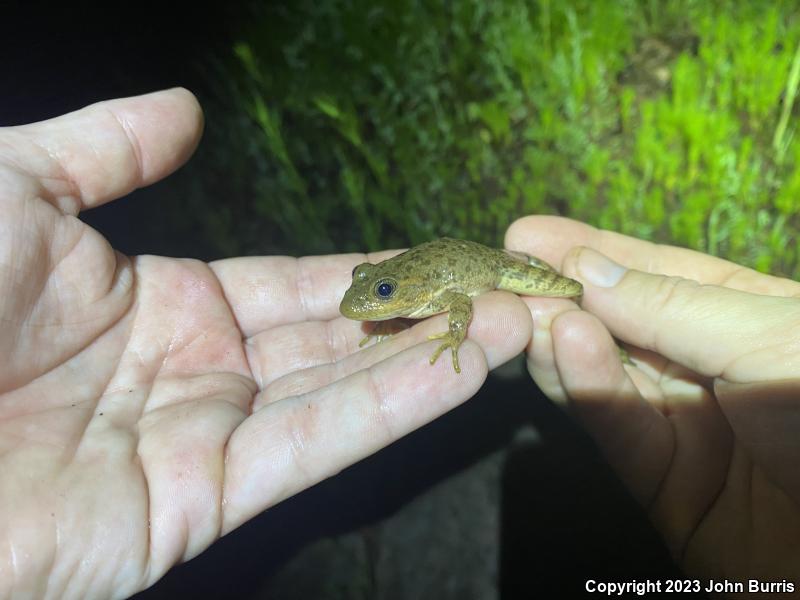 Tarahumara Frog (Lithobates tarahumarae)