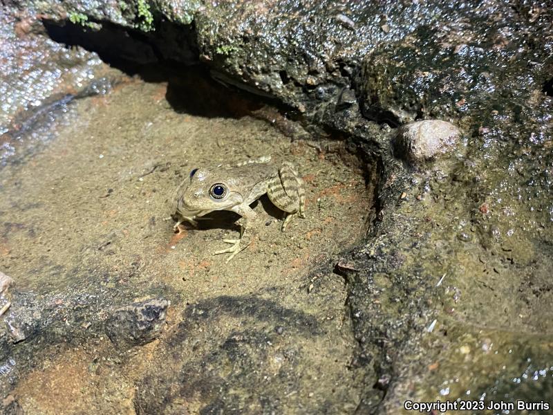 Tarahumara Frog (Lithobates tarahumarae)