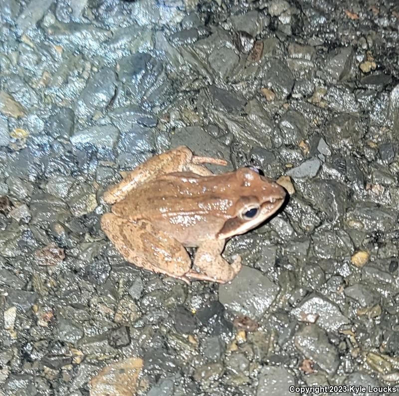 Wood Frog (Lithobates sylvaticus)