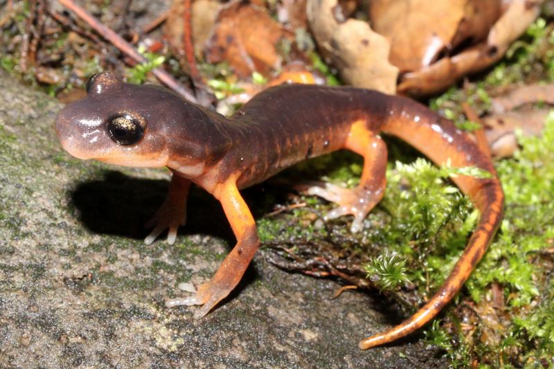 Oregon Ensatina (Ensatina eschscholtzii oregonensis)